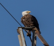 2021 03 28 LillyDaleEagles 013